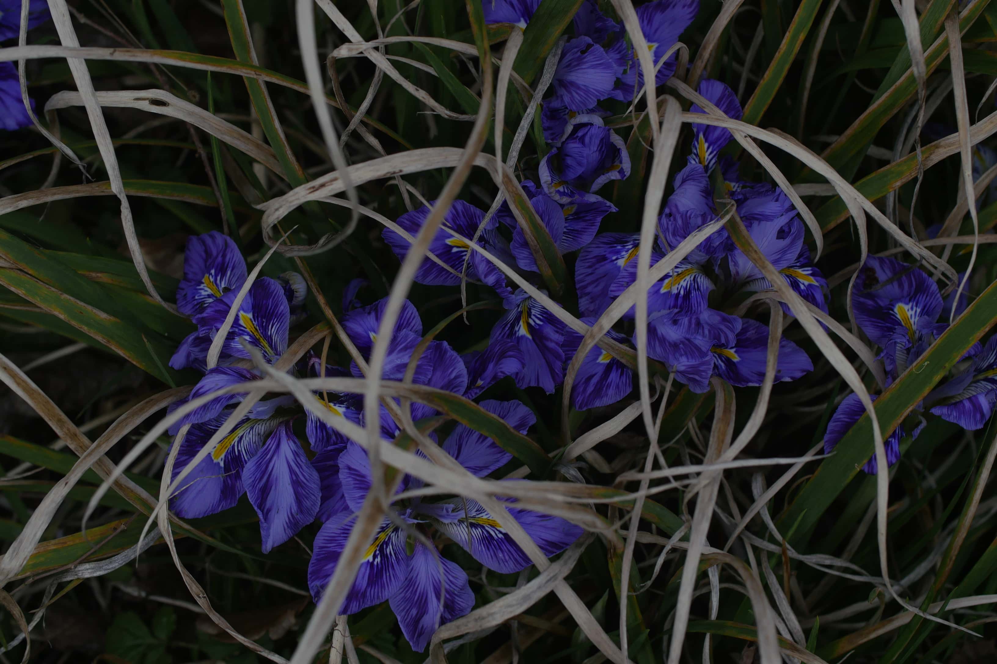 purple flowers and dead leaves