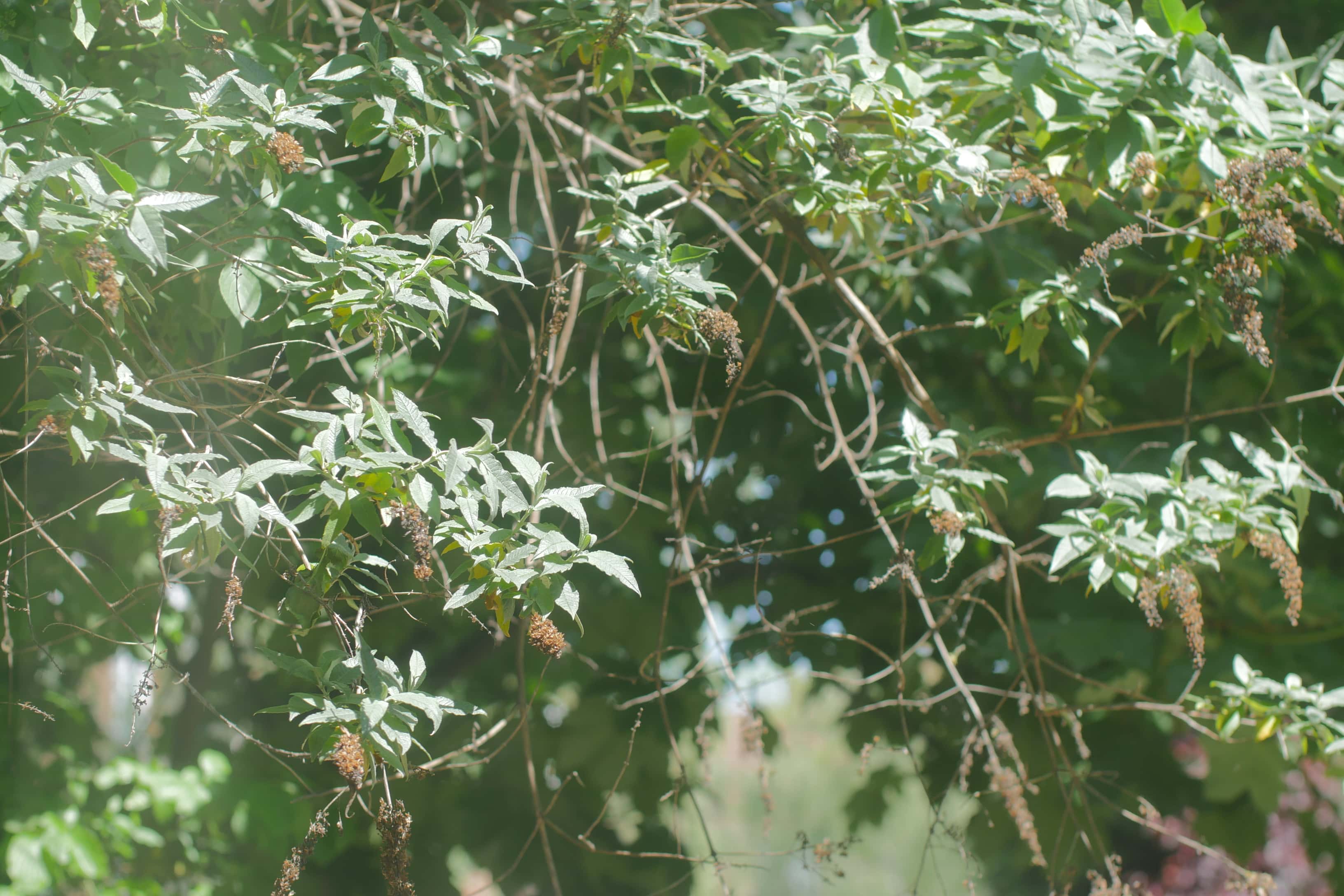 closeup of bushes in the sun